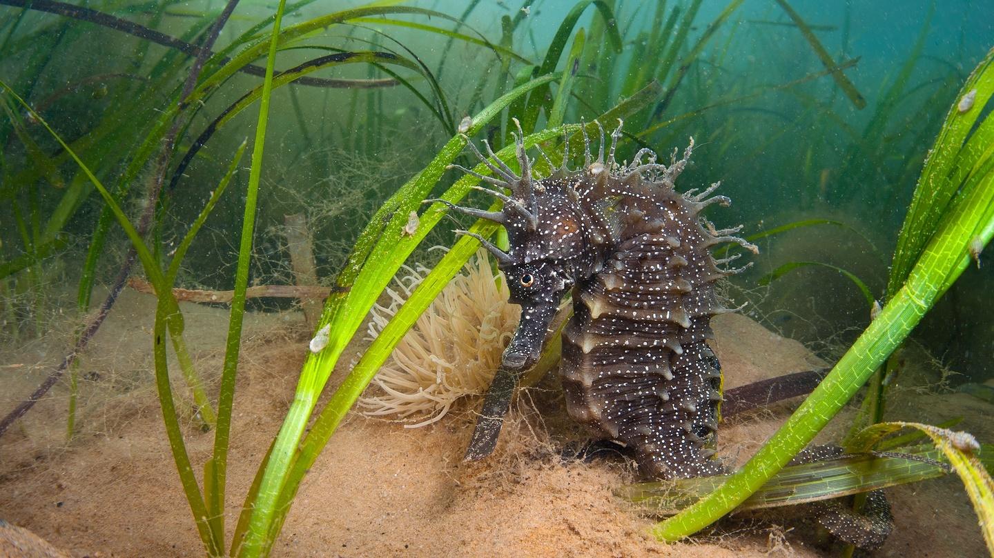 Herbier de zostères marines, habitat essentiel de la biodiversité côtière