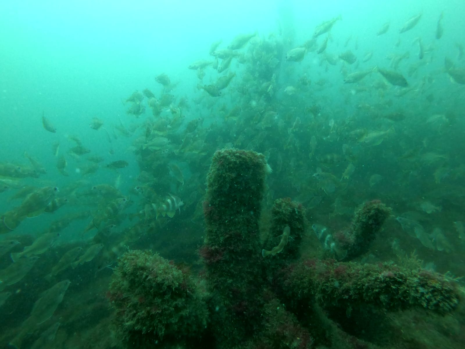 Week-end plongée île de Groix le 02-03 juin 2023 - GAP44 - Club de ...