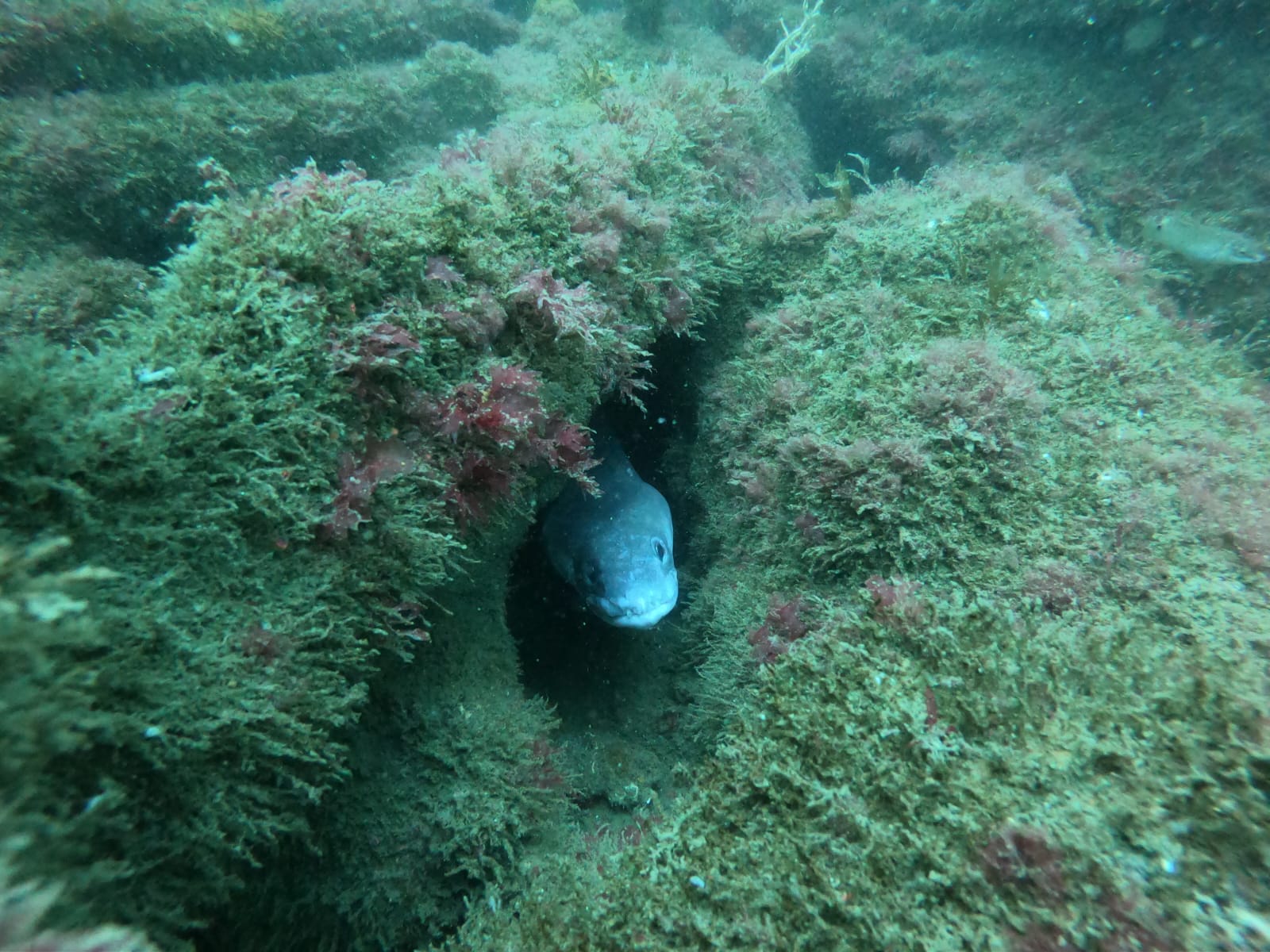 Week-end plongée île de Groix le 02-03 juin 2023 - GAP44 - Club de ...