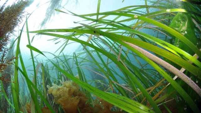 Herbier de zostères marines, habitat essentiel de la biodiversité côtière